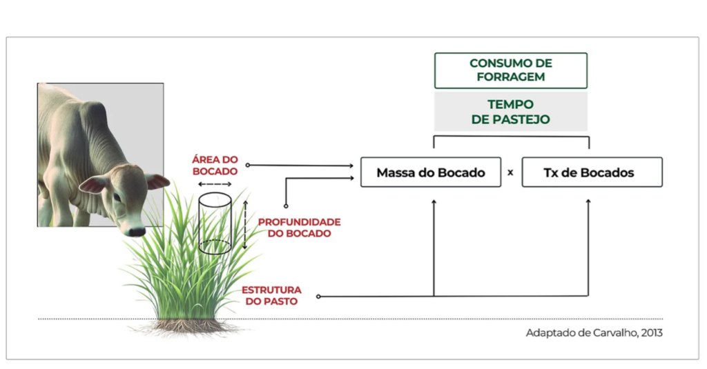 Estrutura do pasto e consumo