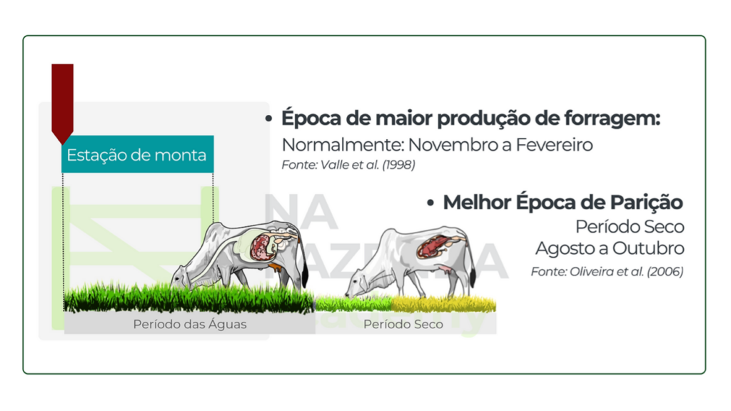 Porque fazer Estação de monta