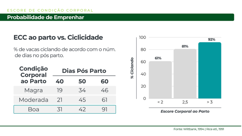 Numero de vacas ciclando pós parto