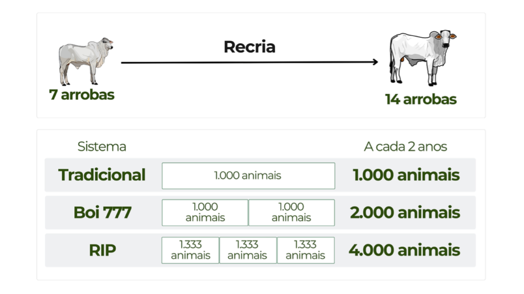 Recria Intensiva a Pasto