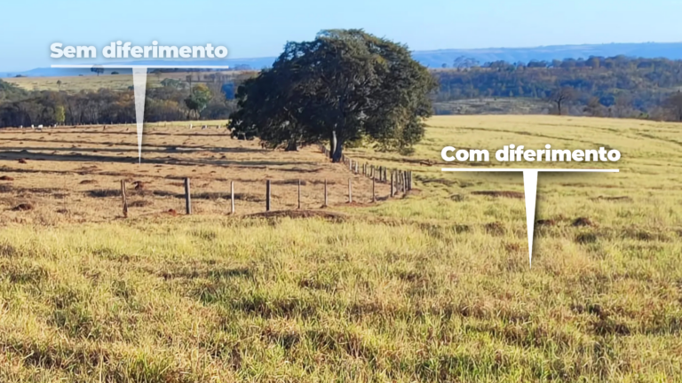 Diferimento