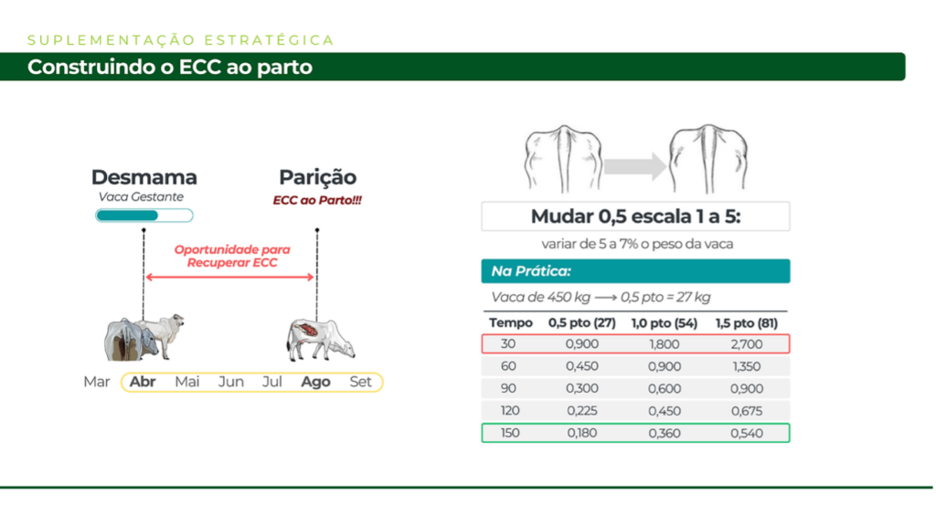 Ganho para recuperar ECC nas vacas