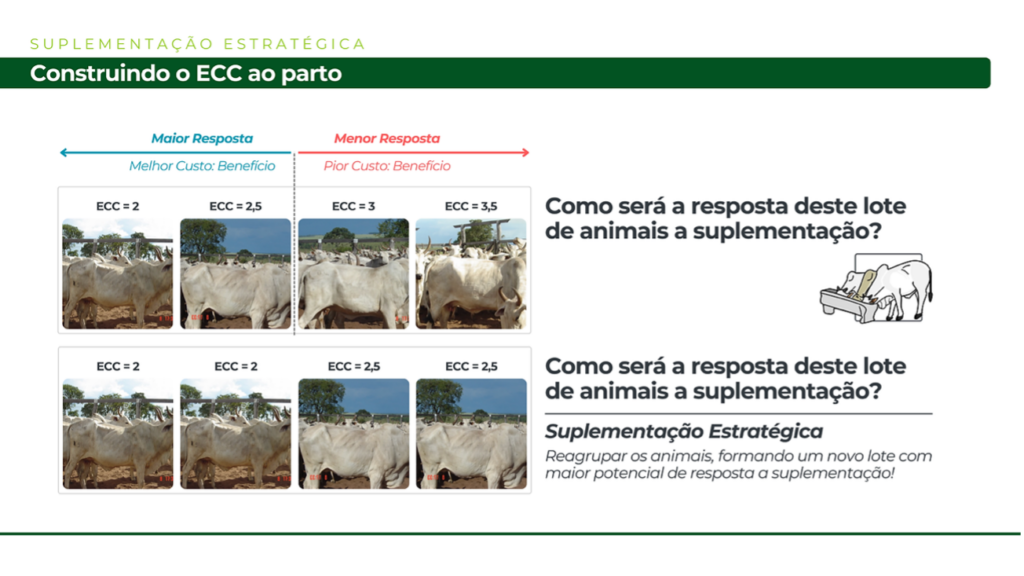 Estratégia de suplementação na seca 