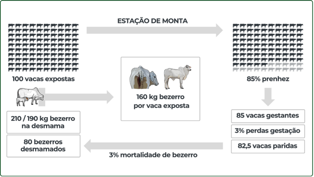 Indicador na fase de cria